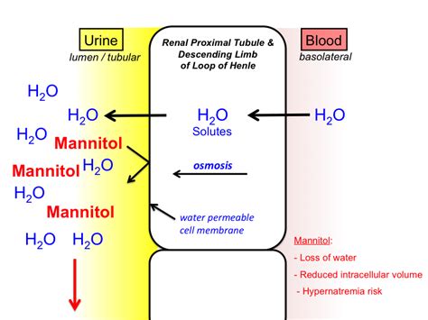 mannitol moa